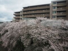 満開の桜