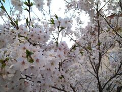 ちょうど桜が満開のタイミングで、花のみちは上を見上げれば桜、下を見ればチューリップなどの春の花と、目にも美しい場所でした。
なんと幸せ。

観劇が終わって駅へ向かう大量の人に紛れて、ちょっとうろうろしていました。