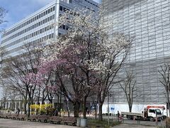 札幌駅から徒歩で向かいました

大通公園は桜とコブシが咲いてました