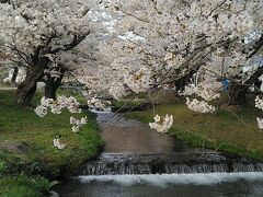 観音寺川の桜並木