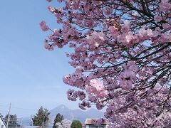 川桁駅に到着です！駅前の桜も朝日を浴びてより綺麗です！桜の下に会津磐梯山も見えます