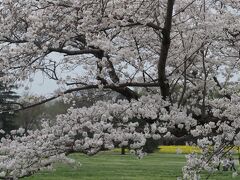 桜の園