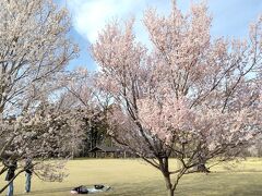 仙台駅からバスで三神峯公園へ。

バスを降りてから、公園がある丘の上まで登って桜を見ました。
なお、丘の上なんですが、政宗くんの所から見下ろしてしまっているため、眺望はそうでもないなと思いました。