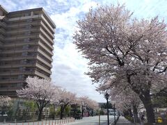 お昼はLRTに乗ってベルモールへ。

ベルモールに行ったのは、桜を見るのも兼ねてます。
ベルモールの桜並木、ホントいいです。