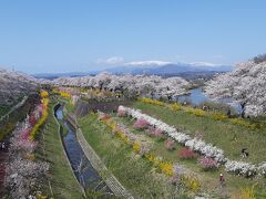 桜の美しさだけに留まらないのがまたいいのです。

様々な花が植えられた公園もきれいだし、天気がいいと、後方の雪を抱く蔵王連山も借景になります。