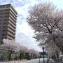 三度目の正直・白石川堤一目千本桜2024