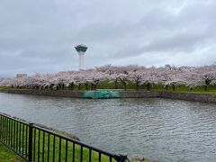 ホテルから大体５キロくらいで到着～

わーーーーー
桜綺麗だーーー！

曇り空が残念だけど
雨が降ってないだけマシです。