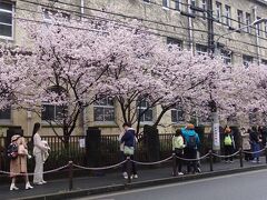 少し前の開花予想が外れて、ほとんどが蕾の京都。

その中で満開の桜を見ることができる数少ない場所として紹介されていた、旧成徳中学校に行ってみました。

あまり知る人もいないと思ったけど、それなりの人出です。