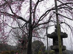茶碗坂のほうから上がっていくと、枝垂れ桜が見えました。