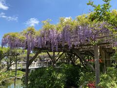 いまは藤の花が見ごろを迎えており、4月30日まで藤まつりが開かれています。