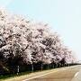 ２０２４年４月　新潟県、新発田から胎内の桜を追います！（１／２）