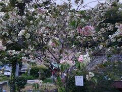 野島公園の御衣黄桜が付近の大島桜やソメイヨシノに遅れて満開に。御衣黄桜の場所は写真をヒントに探して下さい。