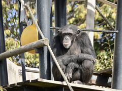 チンパンジーもなかなかの愛嬌を、ふりまいていました。