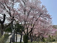 動物園を出ると、円山球場の周りの桜も綺麗です。