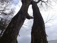 【むすびの大欅】
樹齢約400年の大欅
見上げると梢が結ばれていることから縁結びのパワースポットとして人気なのだとか
