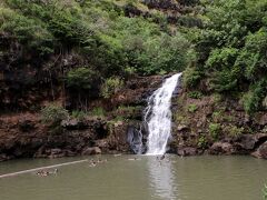 ワイメアの滝

植物園の中を歩くのに水着の人が多いと思ったら、この滝つぼに飛び込んで泳ぐためだったのね。

そう言えば、もっと英語が聞き取れなかった5年前
アリゾナ記念館の入場料も「シニア？」って聞かれて(私は自分以外の人に話しかけている英語は聞こえたりする)、その時はまだシニアじゃなかったのに夫は聞き取れず堂々と「イエス！」と答えて、割り引いてもらったことがあったな。