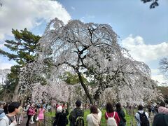こちらは旧近衛邸跡のしだれ桜です。満開でとても綺麗。こちらは京都の中心ということで沢山の人がいました。でも屋外でスペースも広いのでそこまで苦にならず。