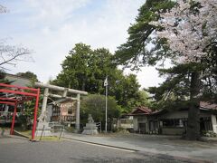 ２６鳥屋神社の鳥居、社務所、そして桜が満開です、