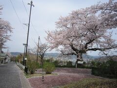 ４２たい平桜、左側を登って来ました。日和山公園へ行く途中です。