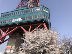 大通公園の一番東端、さっぽろテレビ塔の桜です。