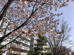 創成川のほとりの桜は、まだ7～8部咲きのようです。
