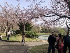 菖蒲池のほとりにも桜の木があります。