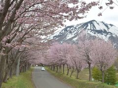 4月24日は岩木山麓にある「世界一の桜並木」も見て来ました。
満開をやや過ぎています。急な温度上昇で今年は早い。
こちらは染井吉野ではなく山桜で、濃いめのピンクの花をつけています。
標高320m運動公園脇


