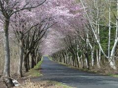 さらに標高の高い、岩木山スカイライン入口の桜のトンネルです。
7分咲きで、この2日後の26日に満開となりました。
標高430m