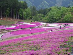 羊山公園の芝桜　しおれ始めていました。