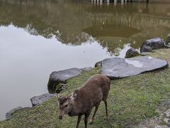 浮見堂を眺めながら東大寺方面へ。
奈良では見慣れているウザい鹿も、一匹なら可愛いもの。