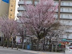 大通公園も桜が咲き始めています