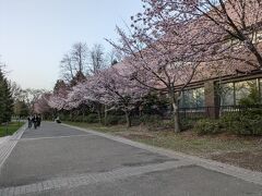 中島公園の桜並木はこの時期ならではです