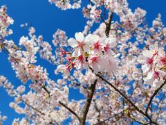 ま、きれいだから、いいや！