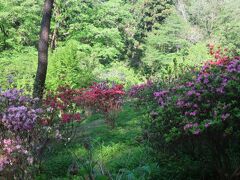 霞丘陵公園のツツジはまだ少し早いですかね。一昨年来たときは、塩船観音寺のツツジがやや見頃過ぎ(それでも綺麗でしたが)で、霞丘陵公園のツツジはもっと華やかに咲いていました。こちらの方が若干遅いのですね。