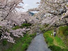 続いて、桜が満開の一の坂川へ。こちらは多くの人で賑わっていました。
夏には蛍も見られるそう。