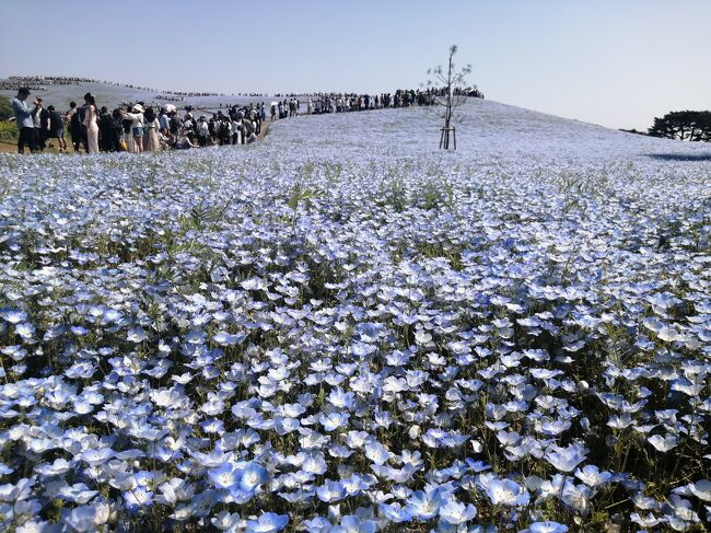 ネモフィラページ 24 茨城花さんぽ1 ひたち海浜公園のネモフィラ』ひたちなか