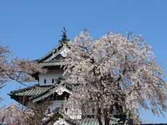 弘前城天守閣と桜