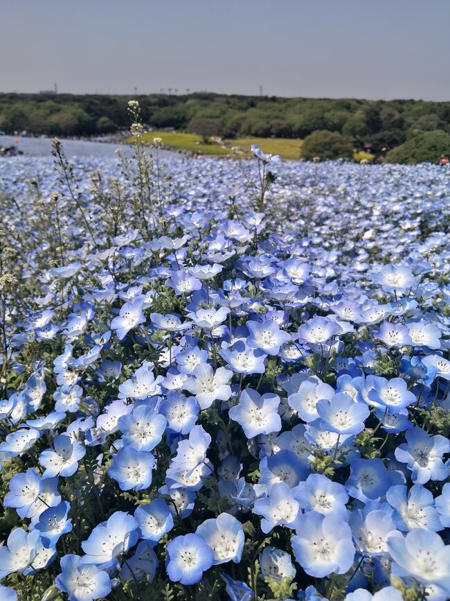 ネモフィラページ 久しぶりにひたち海浜公園でネモフィラ見てきました。 - くろふ