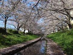 4/10、この日は	横浜まで出かけて、行きたかった江川せせらぎ緑道と根岸森林公園へ行きました。
まずは江川せせらぎ緑道へ。
桜は残念ながら少し散り始めもすばらしい景色。