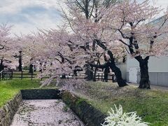 そして今日はみんなで観光地へ！
五稜郭！
なんと珍しく桜が満開！
