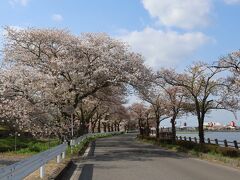 4/12、この日は散り始めながら、まだ見れるという川越の桜を見に行こうと訪問しました。まず伊佐沼公園へ。
