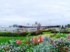 ルピナスも咲いていて、背景には横浜のシンボルとして山下公園に係留されている「氷川丸」が！