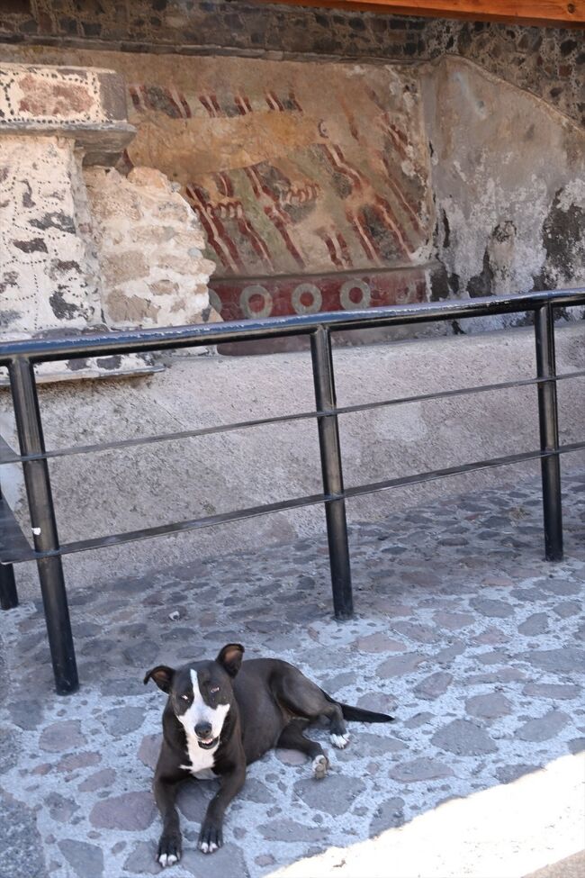 プーマの壁画の前にいた犬