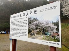 まず、三隅大平桜を見に行きました。