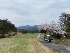 ゴルフ場でも桜を楽しむ事が出来ました。