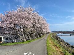 益田川土手にきれいな桜並木がありました。