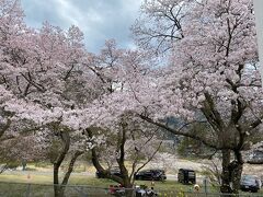 道の駅 来夢とごうち裏手の川沿いの桜の様子です。