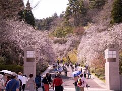 MOHO Museum

  携帯電波も届かない山間の美術館
　お陰で桜はほぼ満開状態。