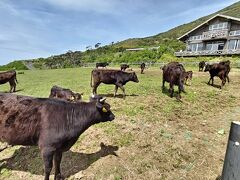 さて、八丈富士の中腹にある「ふれあい牧場」に到着☆
ジャージー牛が放牧されています。