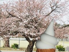 　五泉市村松地区の村松公園に到着。公園の桜も見ごろになっていました。(   https://gosen-kankou.niigata.jp/information/3136/   )

「ごせん桜アロマ工房」(  https://gosen-kankou.niigata.jp/information/3136/   )さんでソフトクリームとコーヒーをいただきました。

＜資料＞
村松公園は約3千本の桜で有名。日本さくら名所百選にも選ばれています。桜の9割近くはソメイヨシノで、一斉に満開を迎える姿は圧巻です。
4月上旬から中旬に行われる桜まつりの期間中は芸能イベントなどが開催されるほか、公園内の桜を夜間ライトアップし、昼の顔とは、趣が異なる夜桜を楽しむことができます。